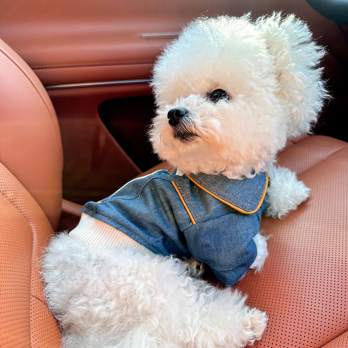 Pet Polyester Jacket With Rock Embroidery For Dogs And Cats