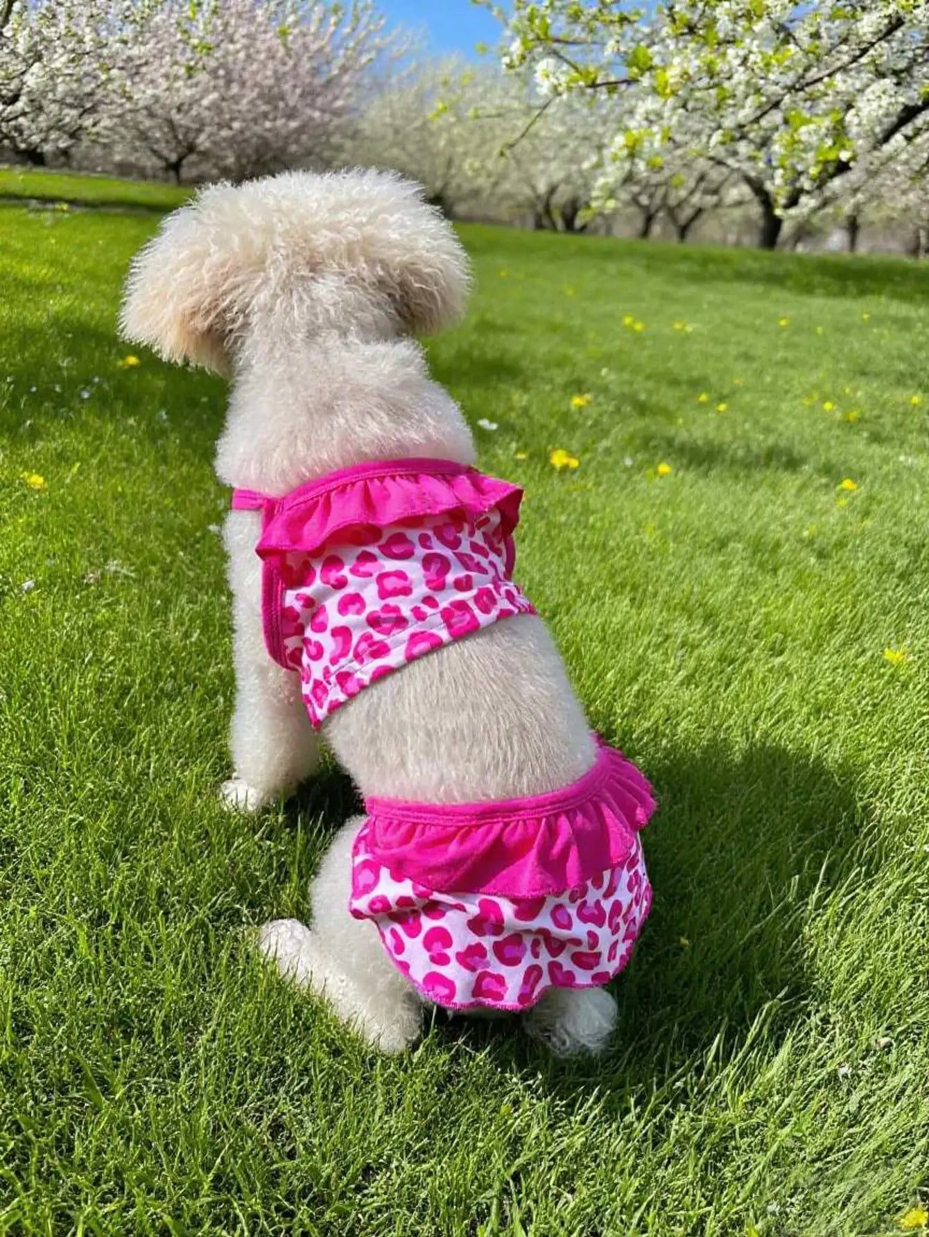 Lace Printed Dog Dress Outfit For Everyday Wear And Photoshoots