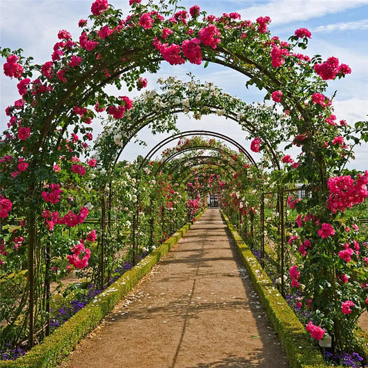 Heavy Duty Metal Garden Arch Trellis for Climbing Plants